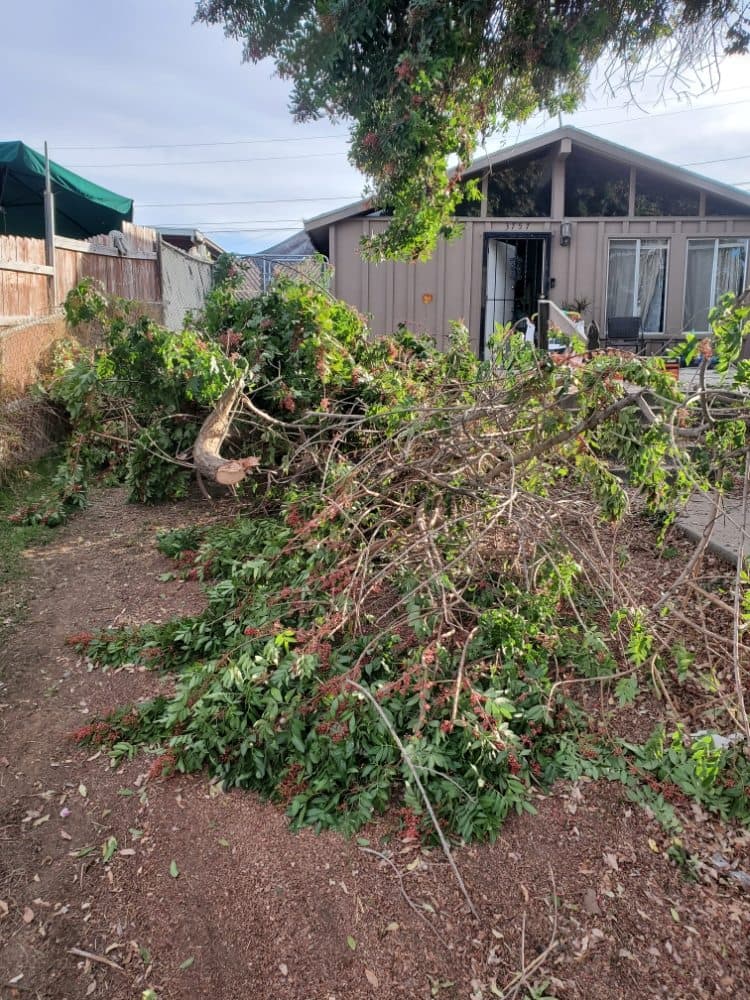 Tree branches piled in a residential yard near a house, with gravel ground and greenery.